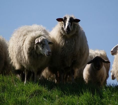 Fibre Sourcing From Fine Breed Of Sheep